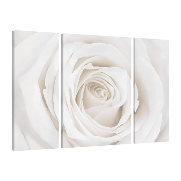 schöne Leinwandbilder Pretty White Rose