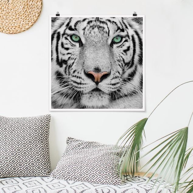 Poster - Weißer Tiger - Quadrat 1:1