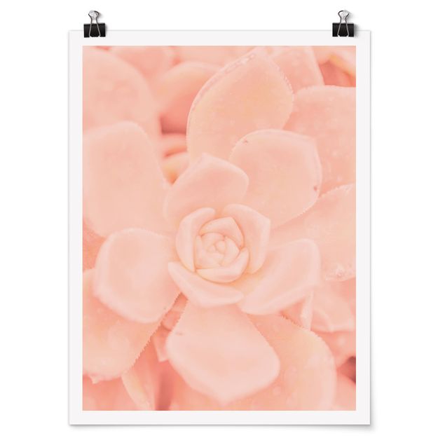 Bilder Rosa Blütenzauber Echeveria