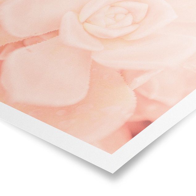 Poster Rosa Blütenzauber Echeveria