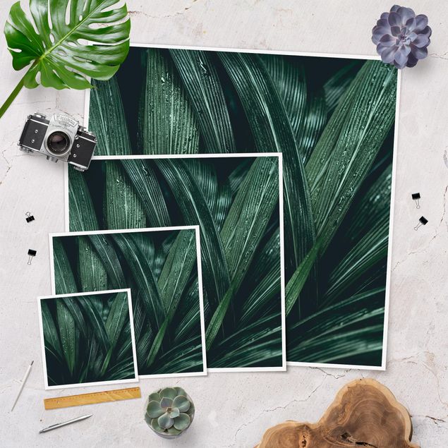 Poster - Grüne Palmenblätter - Quadrat 1:1
