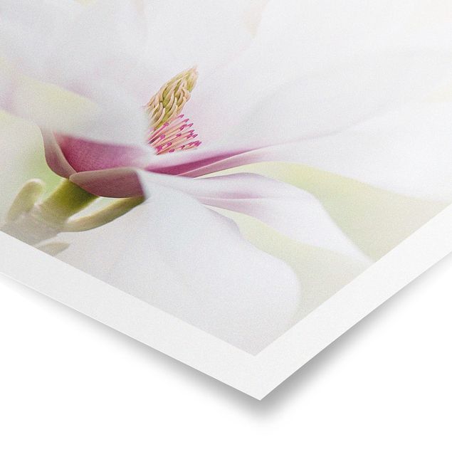 Poster - Zarte Magnolienblüte - Quadrat 1:1