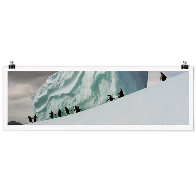 Poster Tiere Arctic Penguins