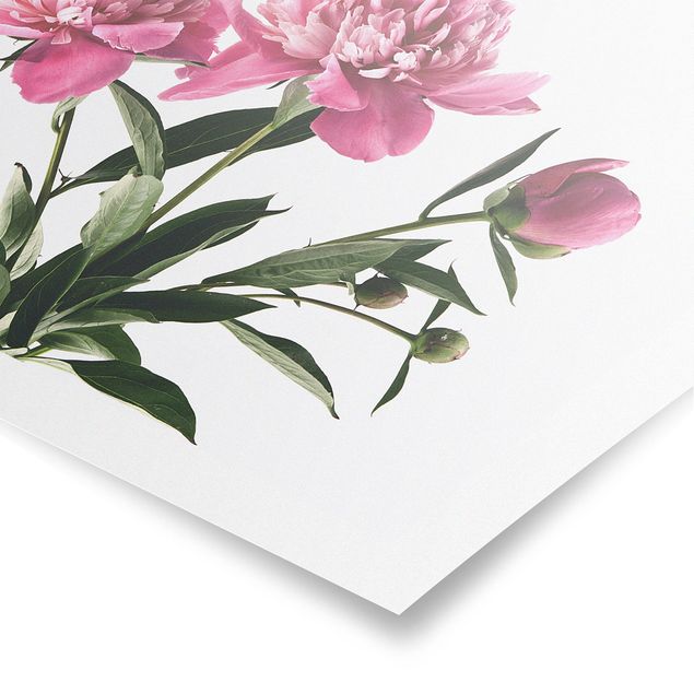 Poster Blüten und Knospen Pink auf Weiß