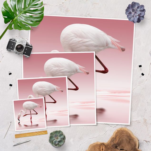 Poster - Flamingo Dance - Quadrat 1:1