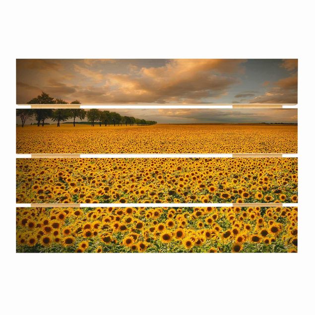 Holzbild - Feld mit Sonnenblumen - Querformat 2:3