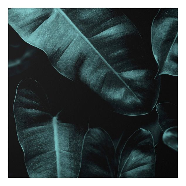 Bilder Dschungel Blätter Dunkelgrün
