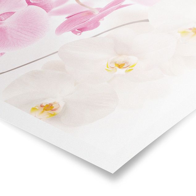 Poster kaufen Delicate Orchids