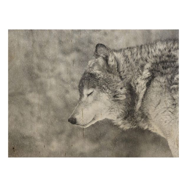 Bilder auf Holz Winter Wolf