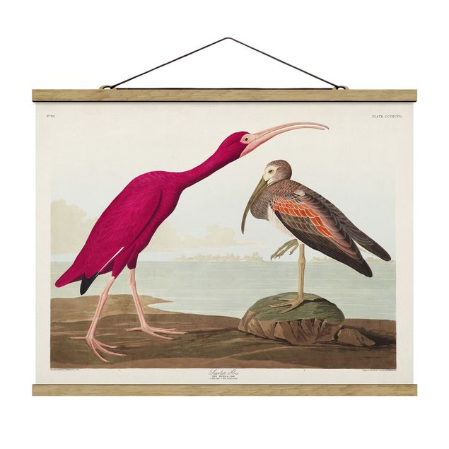 Stoffbild mit Posterleisten - Vintage Lehrtafel Roter Ibis - Querformat 4:3