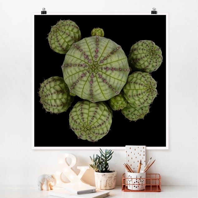 Poster - Euphorbia - Seeigelwolfsmilch - Quadrat 1:1