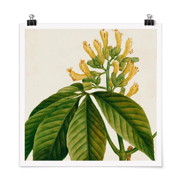 Poster - Tableau Blatt Blüte Frucht VI - Quadrat 1:1