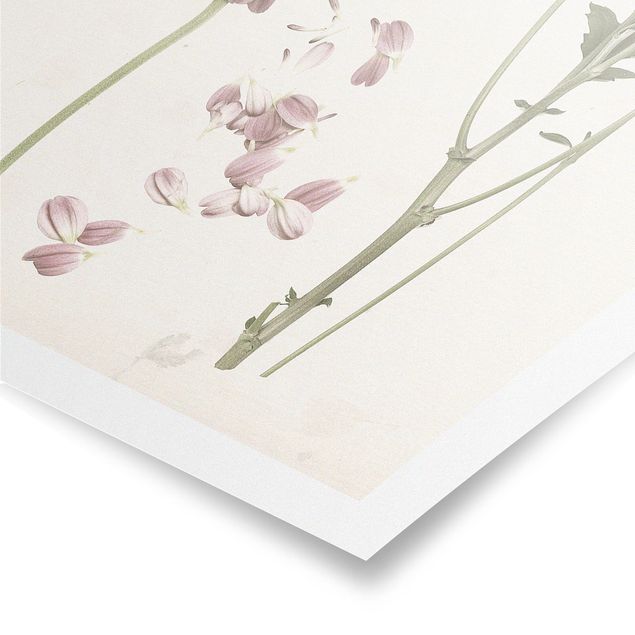 Poster kaufen Herbarium in rosa II