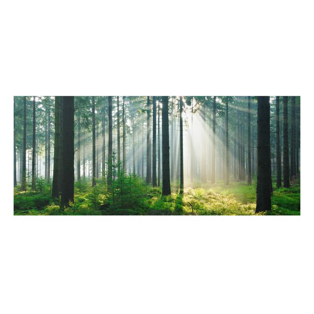 Bilder auf Hartschaumplatte Enlightened Forest