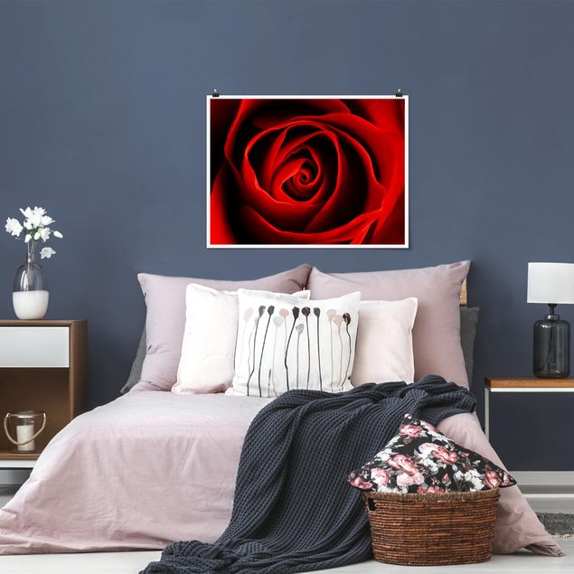 Moderne Poster Liebliche Rose