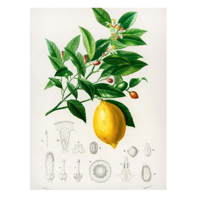 Magnettafel mit Motiv Botanik Vintage Illustration Zitrone