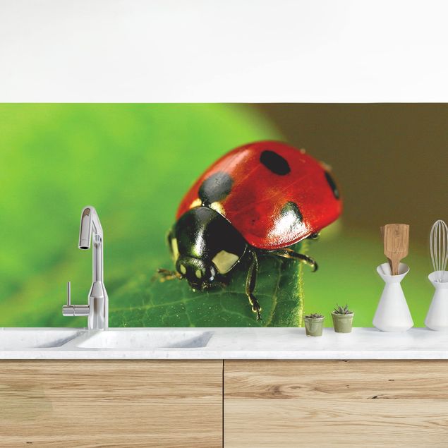 Platte Küchenrückwand Lady Bird