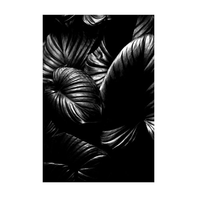 Teppich Dschungel Schwarz Weiß Botanik Hosta