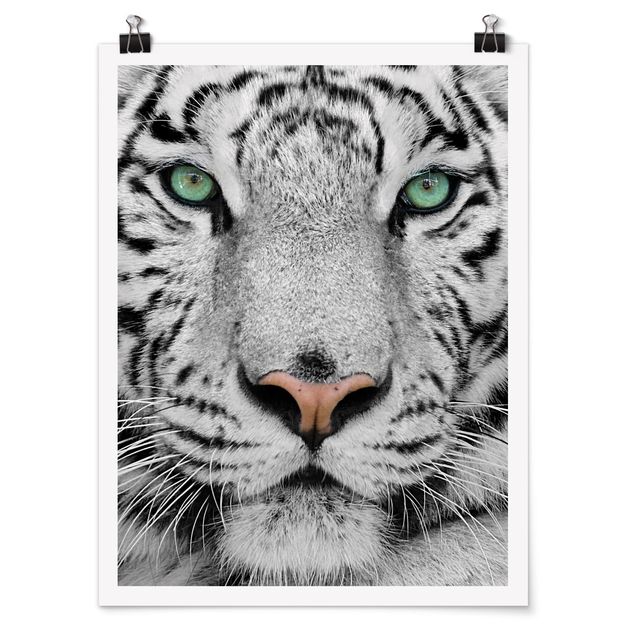 Poster - Weißer Tiger - Hochformat 3:4