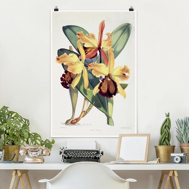Wand Poster XXL Walter Hood Fitch - Orchidee