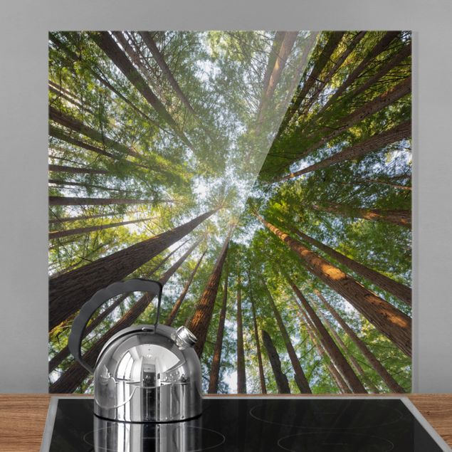 Glasrückwand Küche Wald Mammutbaum Baumkronen
