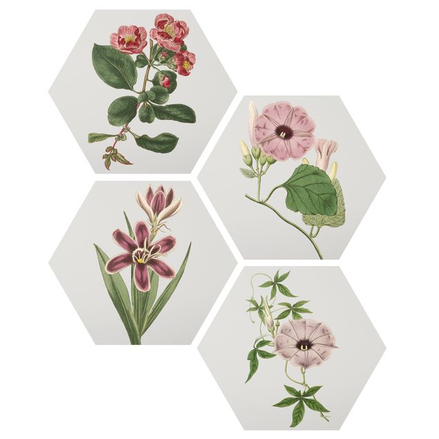 Hexagon Bild Forex 4-teilig - Florale Schmuckstücke Set I
