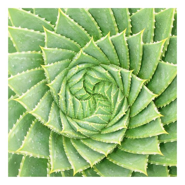 Glas Spritzschutz - Spiral Aloe - Quadrat - 1:1