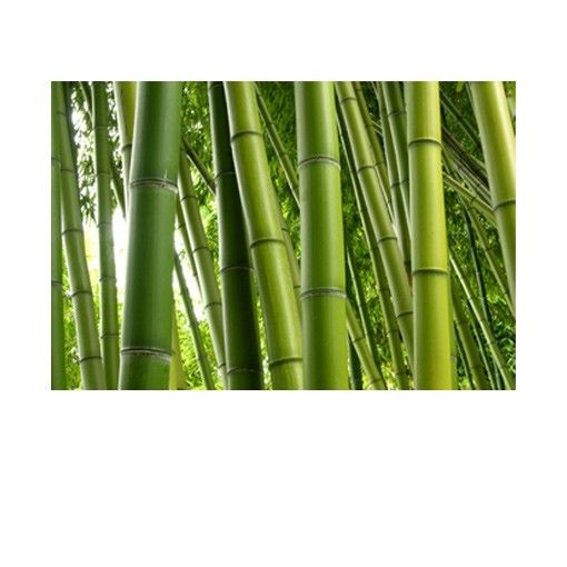 Fensterfolie - Sichtschutz Fenster Bamboo Trees No.2 - Fensterbilder