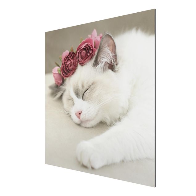 Alu-Dibond - Schlafende Katze mit Rosen - Quadrat
