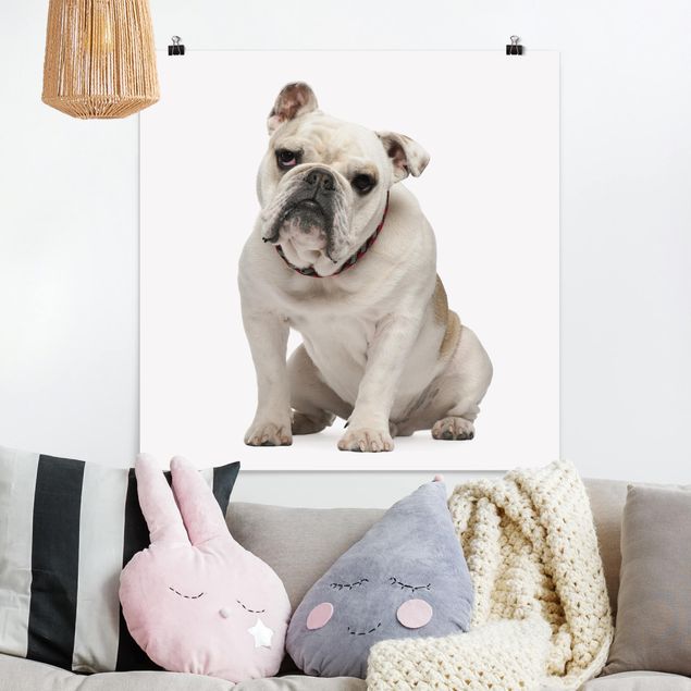 Poster - Skeptische Bulldogge - Quadrat 1:1