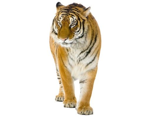 Wandtattoo Tiger No.128 Indischer Tiger