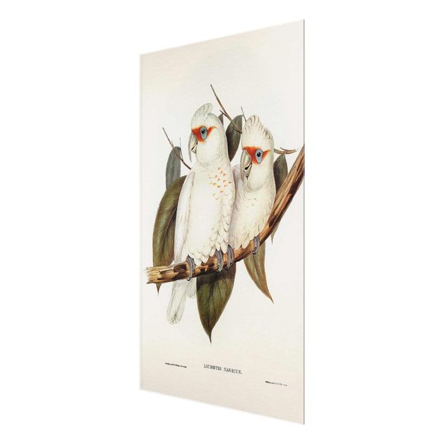Glasbild - Vintage Illustration Weißer Kakadu - Querformat 2:3