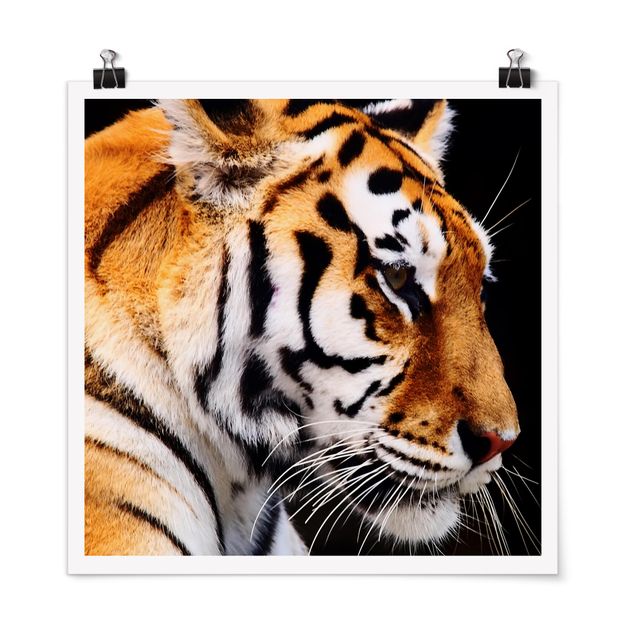 Moderne Poster Tiger Schönheit