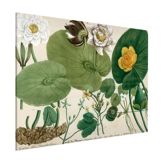 Magnettafel Blume Vintage Illustration Weiße Wasserlilie