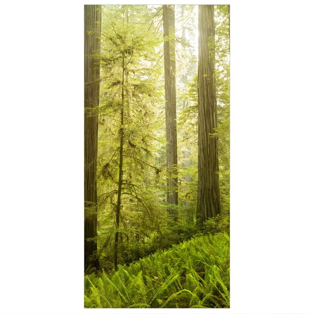 Raumteiler - Redwood State Park Waldblick 250x120cm