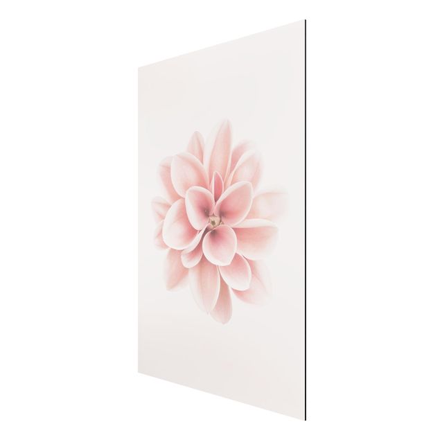Alu-Dibond - Dahlie Rosa Pastell Blume Zentriert - Querformat