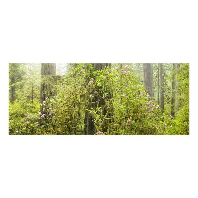 Rainer Mirau Bilder Del Norte Coast Redwoods State Park Kalifornien