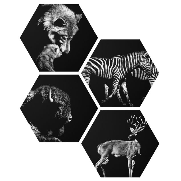 Hexagon Bild Forex 4-teilig - Wildtiere vor Schwarz Set II