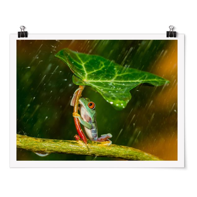 Bilder Ein Frosch im Regen