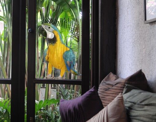 Fensteraufkleber Vögel Ara