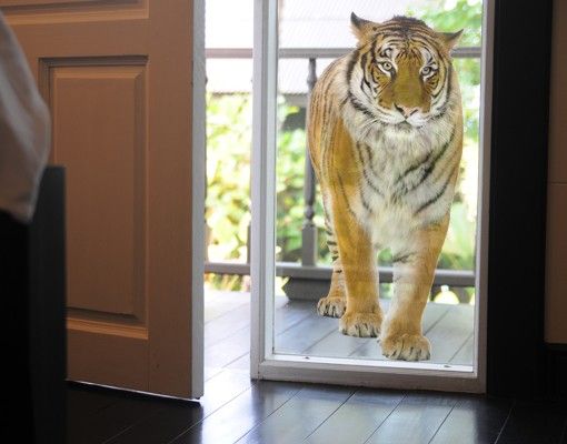 Fensterfolie bunt Bengalischer Tiger