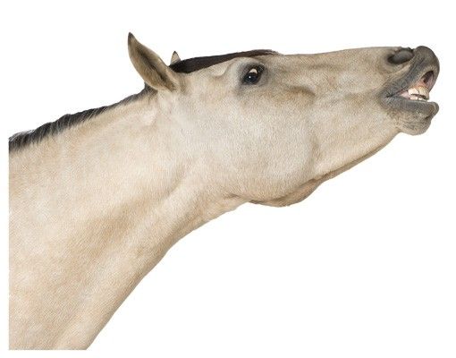 Wandaufkleber No.248 Dun Horse