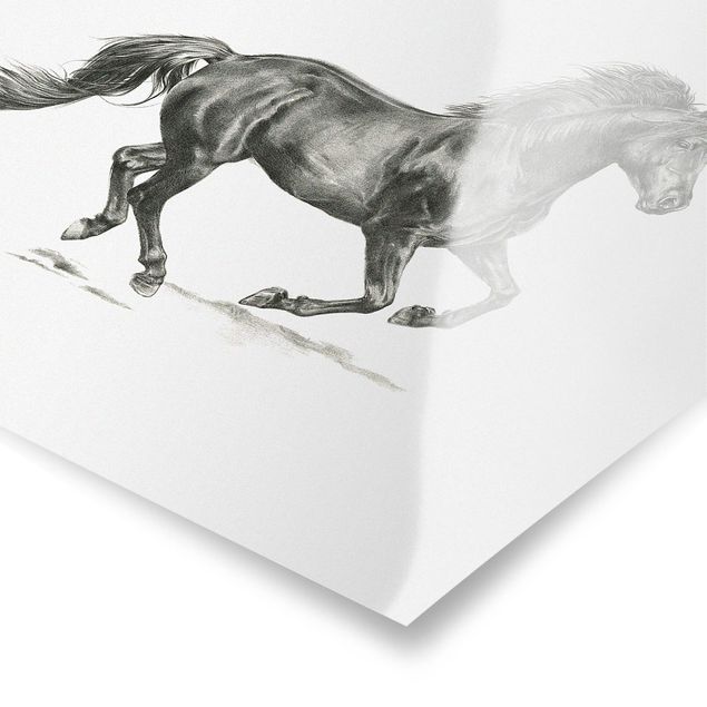 Poster - Wildpferd-Studie - Hengst - Quadrat 1:1