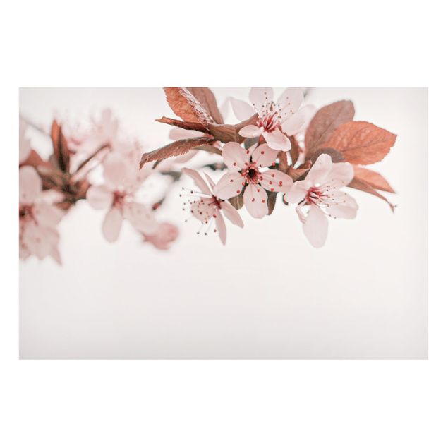 Magnettafel - Zarte Kirschblüten am Zweig - Hochformat 3:2