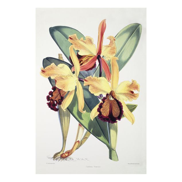 Forex Bilder Walter Hood Fitch - Orchidee