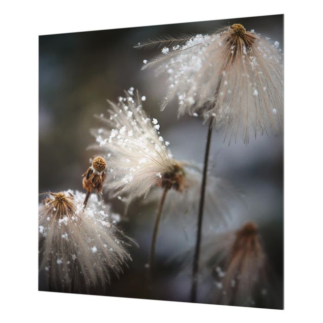 Glas Spritzschutz - Pusteblumen mit Schneeflocken - Quadrat - 1:1
