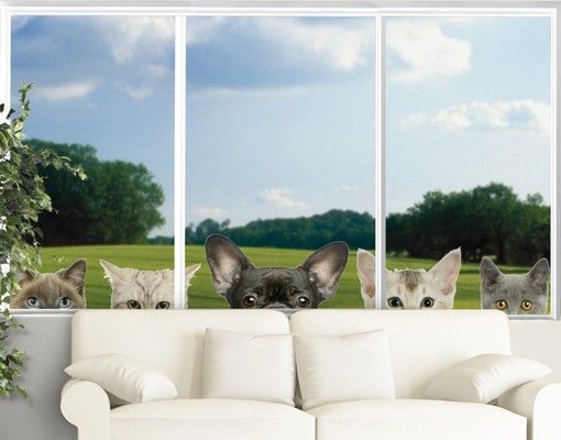 Fensterfolie bunt Katzen mit Hundeblick