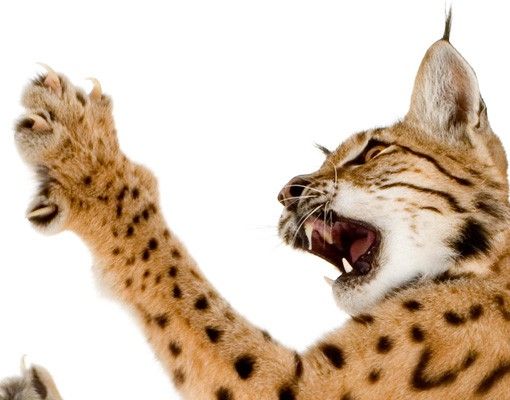 Wandtattoo Hund Katze No.370 Attacking Lynx