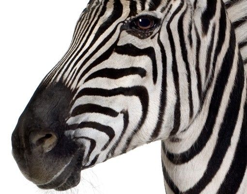 Fensterfolie bunt Lächelndes Zebra