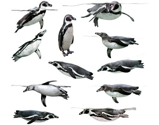 Wandtattoo No.391 Humboldt-Penguin Set